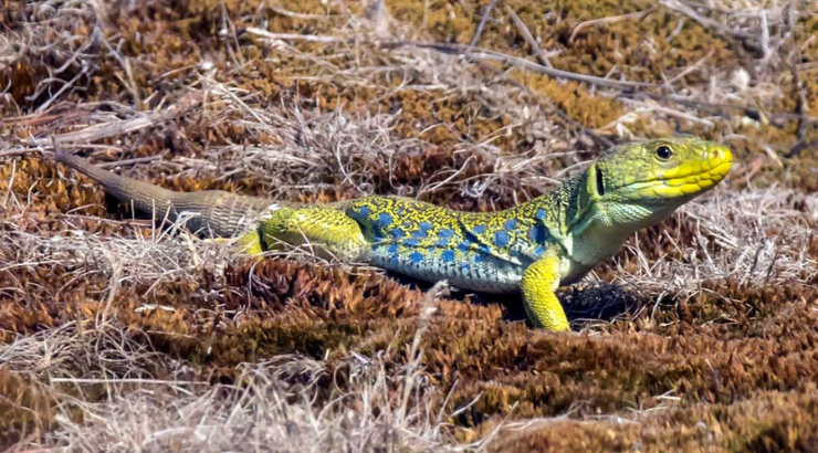Prendre soin de la Biodiversité face au changement climatique en Région Sud Provence-Alpes-Côte d'Azur
